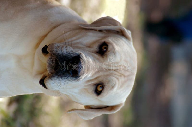 A beautiful light colored Boerboel dog head portrait with alert expression in the face watching other dogs in the park outdoors