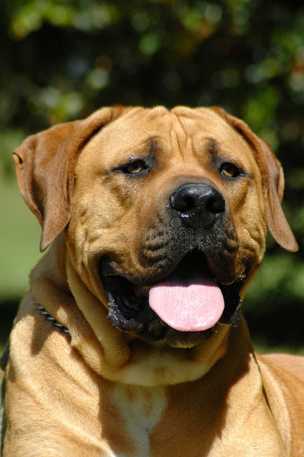 Outdoor portrait of an African thoroughbred Boerboel male dog head