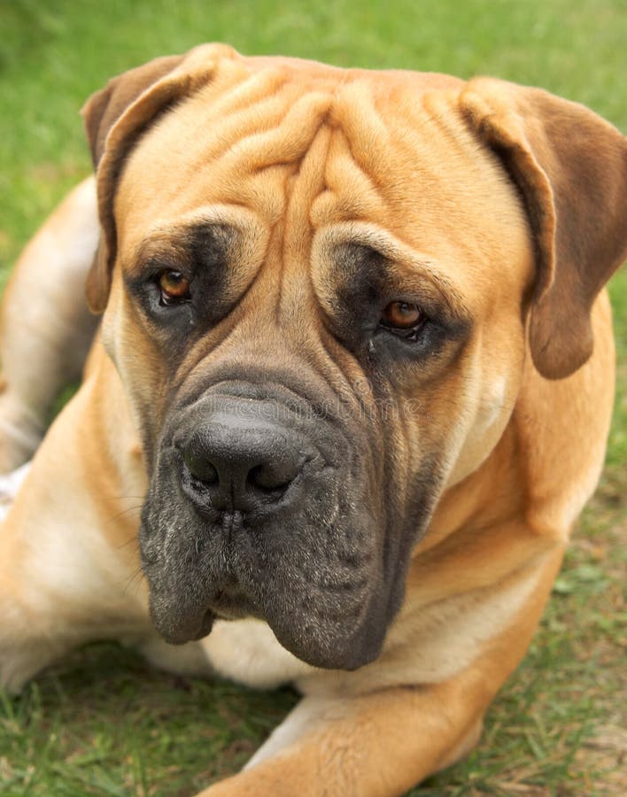 Dog of rare breed boerboel.