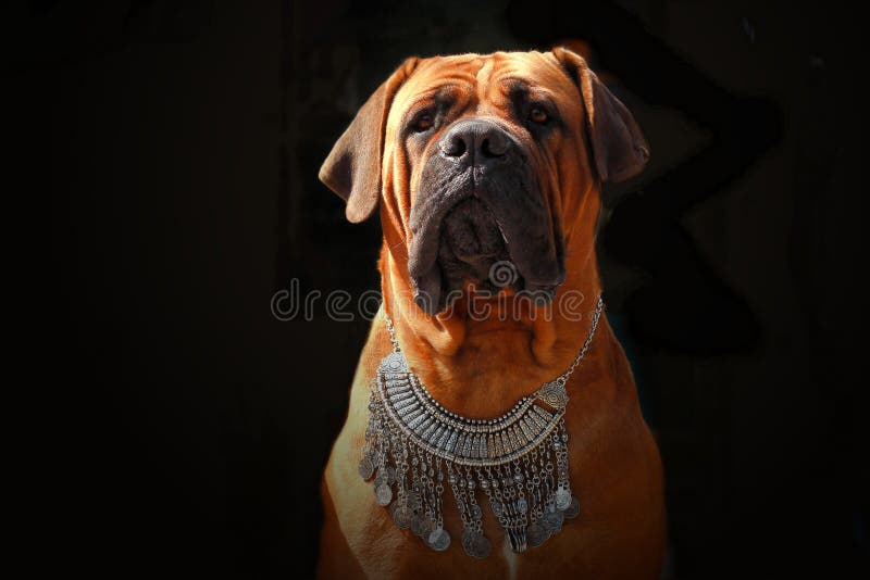 Boerboel - Beauty and strength and protect