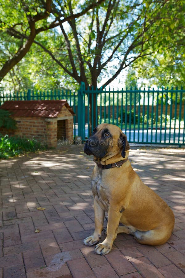 Boerboel / boerbull dog sitting in a garden, back yard