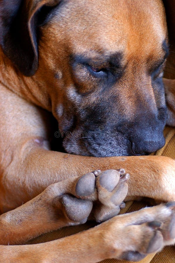 A boerboel canine breed sleeping