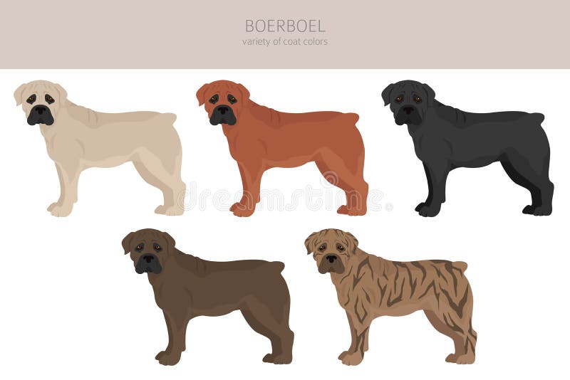boerboel jacket