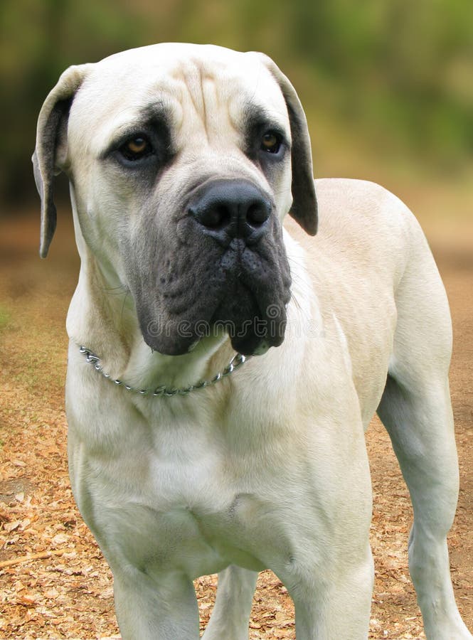 Boerboel dog in the park