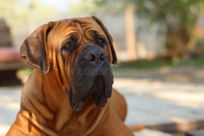 Boerboel big dog, best friend. Boerboel big dog, best friend