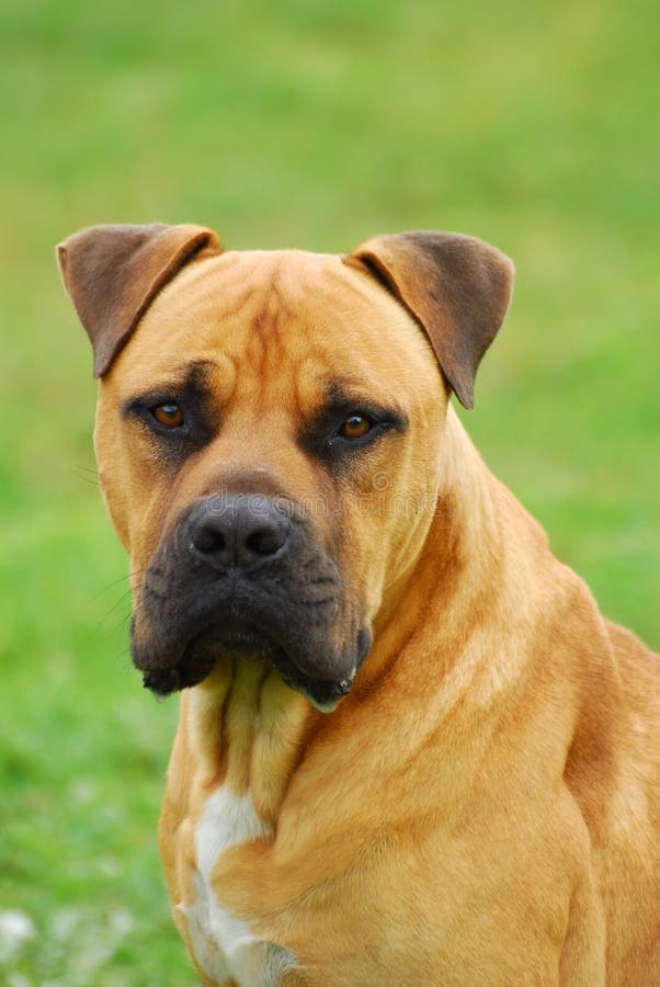 Outdoor head portrait of a purebred African Boerboel on green background with observant facial expression. Outdoor head portrait of a purebred African Boerboel on green background with observant facial expression.