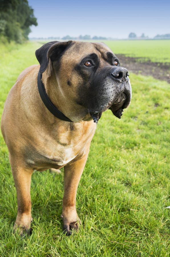 Purebred big brown South-African dog species Boerboel. Purebred big brown South-African dog species Boerboel