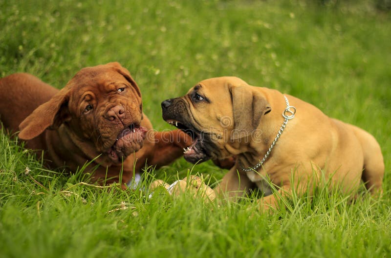 Boerboel a Dogue de Bordeaux puppy - Playing on grass