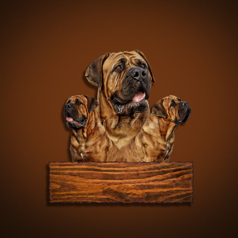 Boerboel - Head portrait - South African bulldog