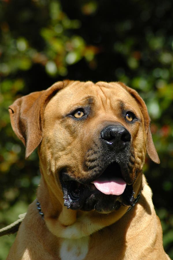 Boerboel Hund stockfoto. Bild von pedigreed, ohren, carnivore 1279788