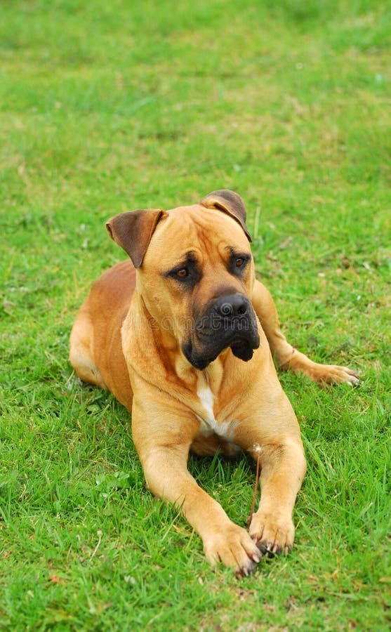 Ein Südafrikanischer Boerboel Hund Stockfoto Bild von adorable