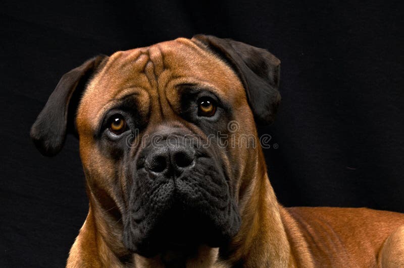 A full adult male BoerBoel Dog from South Africa. A full adult male BoerBoel Dog from South Africa