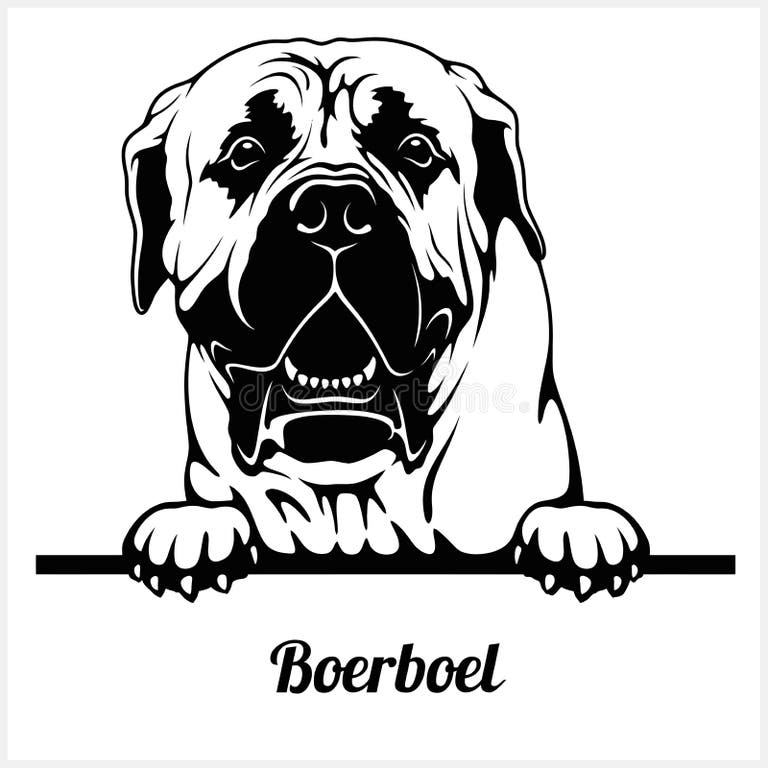 Vector Boerboel Stock Illustrations 57 Vector Boerboel Stock