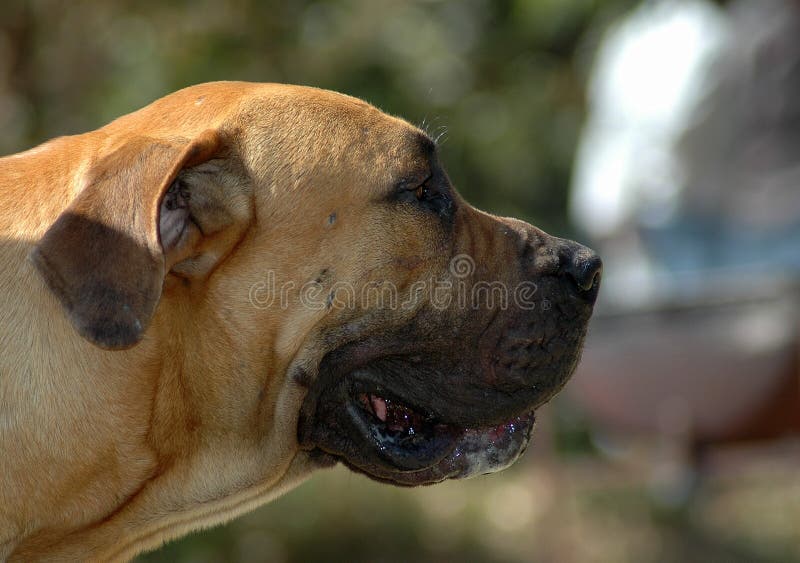 A beautiful strong African Boerboel dog head profile portrait with tired expression in the face watching other dogs in the park outdoors. A beautiful strong African Boerboel dog head profile portrait with tired expression in the face watching other dogs in the park outdoors