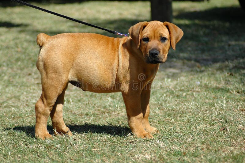 A beautiful little African Boerboel dog puppy with cute and sad expression in the pretty face standing on a leach and watching other dogs in the park outdoors. A beautiful little African Boerboel dog puppy with cute and sad expression in the pretty face standing on a leach and watching other dogs in the park outdoors