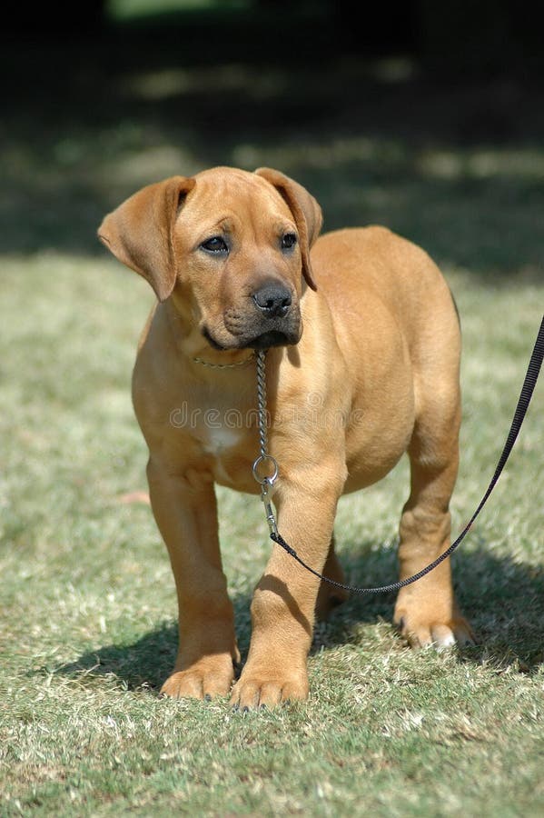 A beautiful little Boerboel dog puppy with cute and sad expression in the pretty face istanding and watching other dogs in the park outdoors. A beautiful little Boerboel dog puppy with cute and sad expression in the pretty face istanding and watching other dogs in the park outdoors