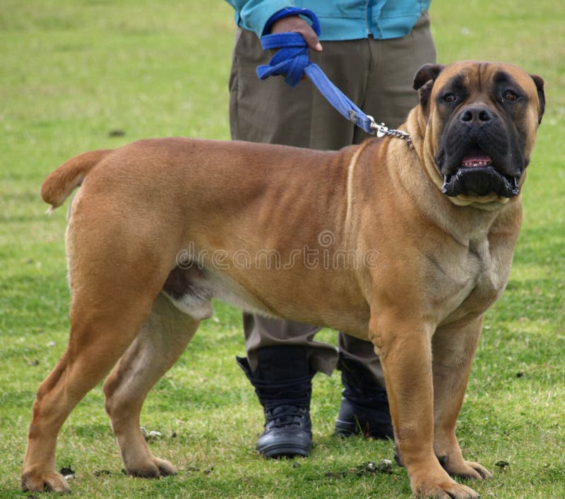 A Male Boerboel Dog with its dog handler ( part of the Mastiff Family). A Male Boerboel Dog with its dog handler ( part of the Mastiff Family)