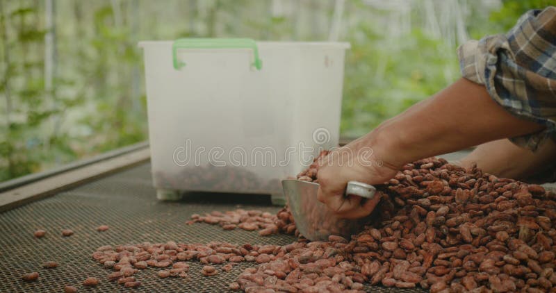 Boerenhanden die een grote scoop gebruiken, verzamelen gedroogde cacaobonen uit het drogen van maas naar plastic doos