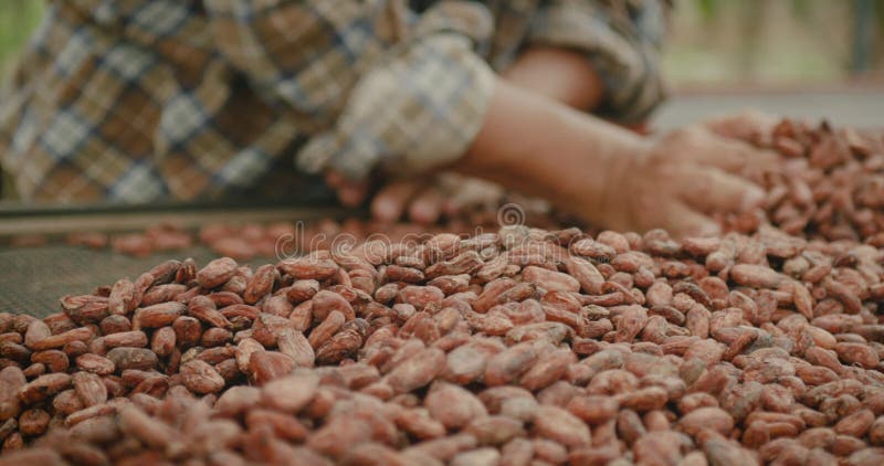 Boerenhanden verspreiden hoop gedroogde cacaobonen door het drogen van de maaswijdte langzame bewegingsklap