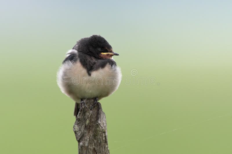 immature swallow on cam