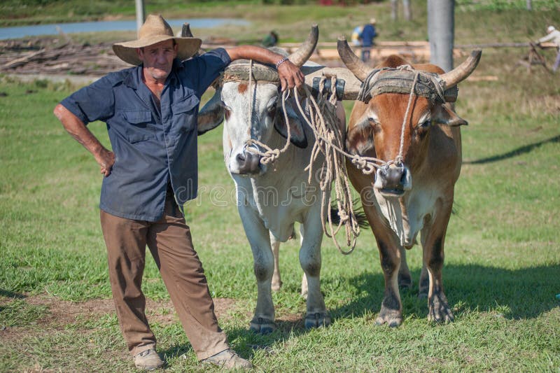 Boeufs Qui Tirent La Charrue Photo éditorial - Image du boeuf ...