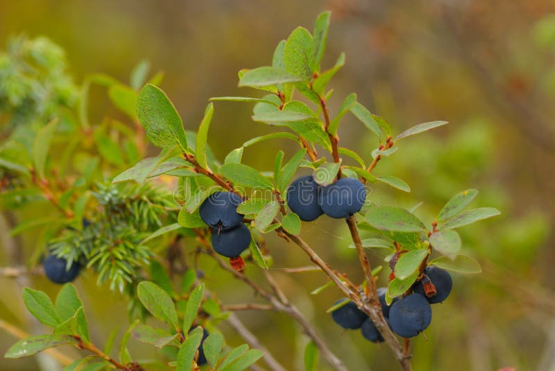 caruso's bilberry