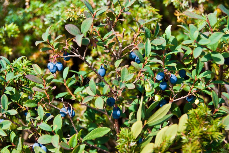 Bog bilberry stock photo. Image of growing, whortleberry 28356888