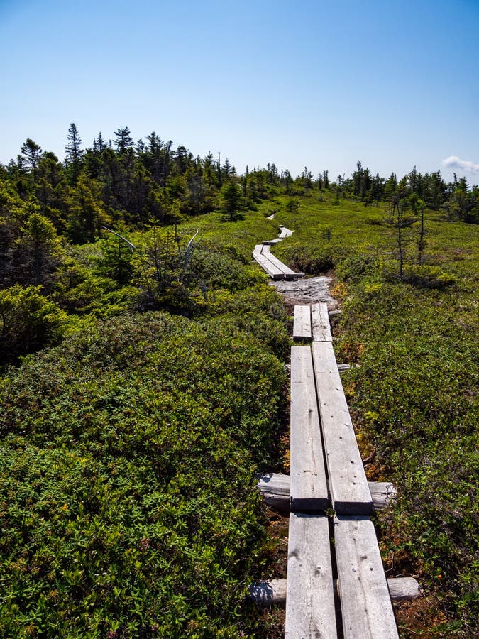 Bog Board Footpath Through Alpine Mountain Terrain