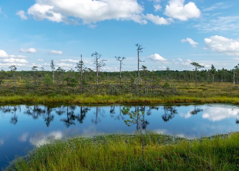 traditional bog landscape with bog trees, lake, grass and moss
