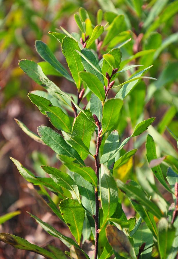 Colorful and crisp image of bog-myrtle (Myrica gale)