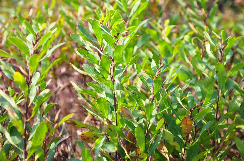 Colorful and crisp image of bog-myrtle (Myrica gale)