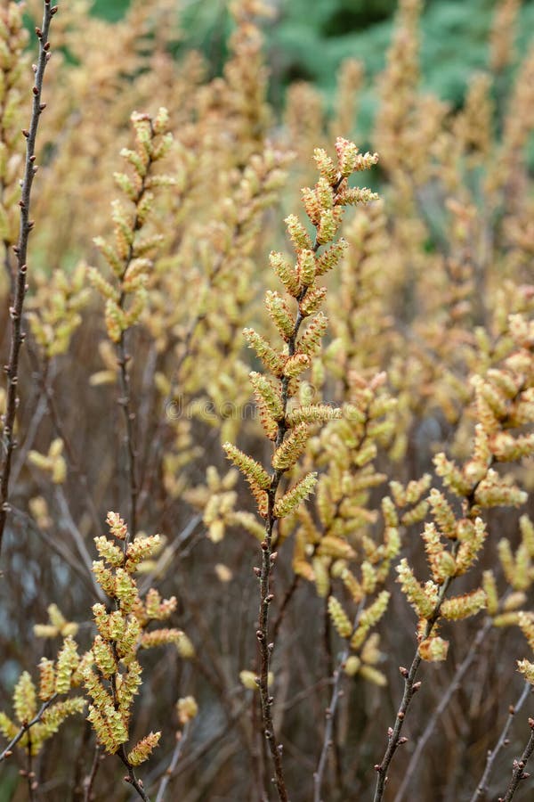 Sweet-gale Myrica gale, a flowering bog plant, in the wax myrtle family Myricaceae. High resolution botanical stock photo, inflorescence, botanical flora rarity, cultivar, variety or hybrid, endemic in natural habitat. Sweet-gale Myrica gale, a flowering bog plant, in the wax myrtle family Myricaceae. High resolution botanical stock photo, inflorescence, botanical flora rarity, cultivar, variety or hybrid, endemic in natural habitat.