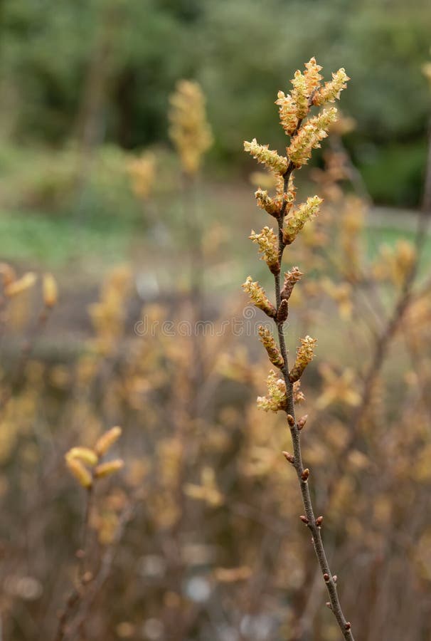 Sweet-gale Myrica gale, a flowering bog plant, in the wax myrtle family Myricaceae. High resolution botanical stock photo, inflorescence, botanical flora rarity, cultivar, variety or hybrid, endemic in natural habitat. Sweet-gale Myrica gale, a flowering bog plant, in the wax myrtle family Myricaceae. High resolution botanical stock photo, inflorescence, botanical flora rarity, cultivar, variety or hybrid, endemic in natural habitat.