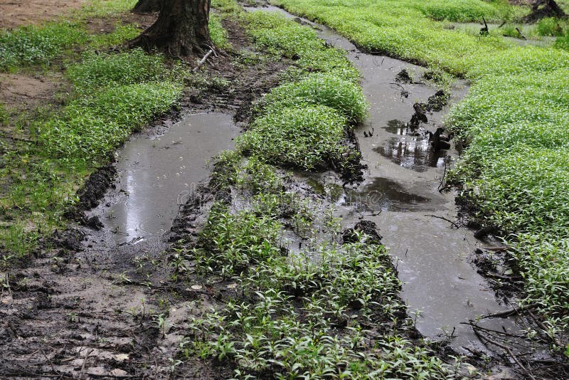Bog road stock image. Image of danger, forest, nature 12615815