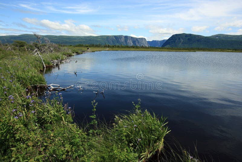 Bog at Western Brook