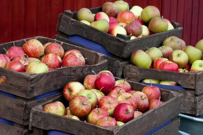 The harvest of apples in wooden boxes. The harvest of apples in wooden boxes
