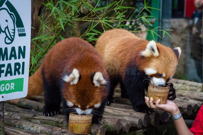 Bogor, Indonesia - December 22, 2018 : Two red pandas from Bogor Safari Park that are specially brought from China are enjoying royalty free stock image Bogor, Indonesia - December 22, 2018 : Two red pandas from Bogor Safari Park that are specially brought from China are enjoying royalty free stock image