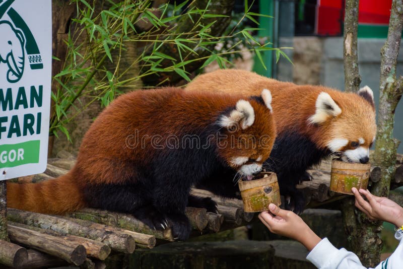 Bogor, Indonesia - 22 dicembre 2018: Due panda minori da Bogor Safari Park che sono portati specialmente dalla Cina stanno godend immagine stock Bogor, Indonesia - 22 dicembre 2018: Due panda minori da Bogor Safari Park che sono portati specialmente dalla Cina stanno godend immagine stock