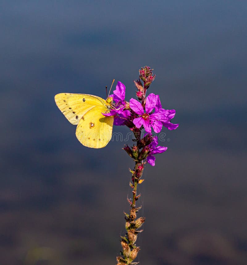 Purple loosestrife flower, Lythrum salicaria with yellow butterfly, clouded sulphur butterfly, insect. Background of water in the lake. Ed Zorinsky lake park Omaha Nebraska. Purple loosestrife flower, Lythrum salicaria with yellow butterfly, clouded sulphur butterfly, insect. Background of water in the lake. Ed Zorinsky lake park Omaha Nebraska.