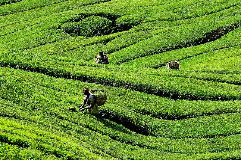 Boh Tea Plantation, Cameron Highlands Editorial ...