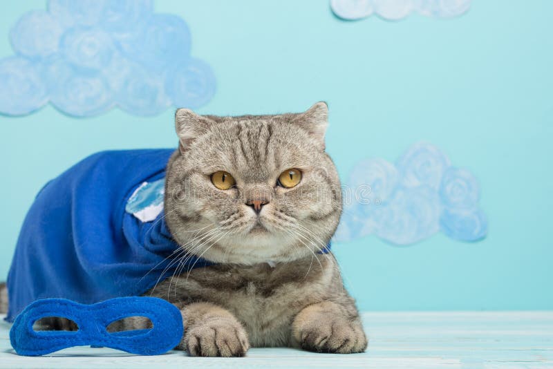 bohatera kot, Szkocki Whiskas z błękitną maską i peleryną Pojęcie bohater, super kot, lider zdjęcia royalty free bohatera kot, Szkocki Whiskas z błękitną maską i peleryną Pojęcie bohater, super kot, lider zdjęcia royalty free