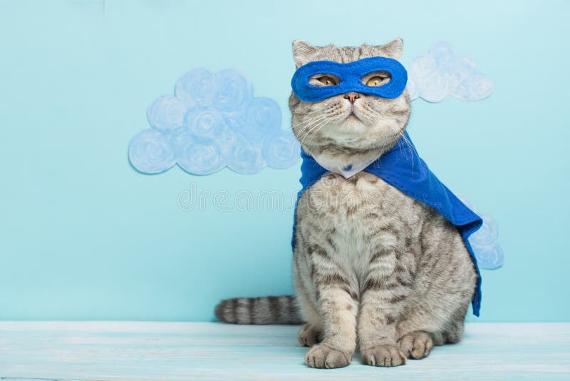 bohatera kot, Szkocki Whiskas z błękitną maską i peleryną Pojęcie bohater, super kot, lider obraz stock bohatera kot, Szkocki Whiskas z błękitną maską i peleryną Pojęcie bohater, super kot, lider obraz stock