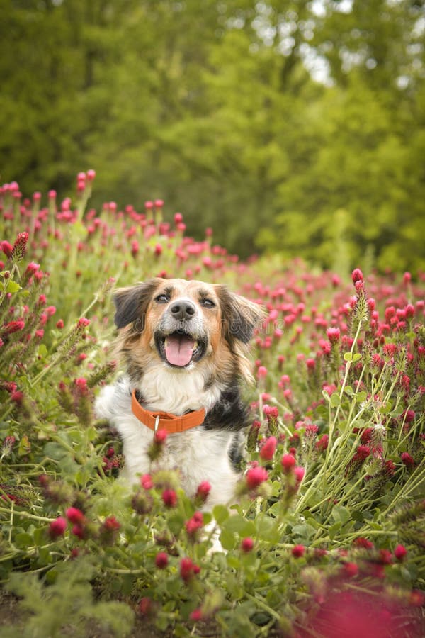 The Bohemian Spotted Dog: A Unique and Lovable Breed 7 Bohemian Spotted Dog Care