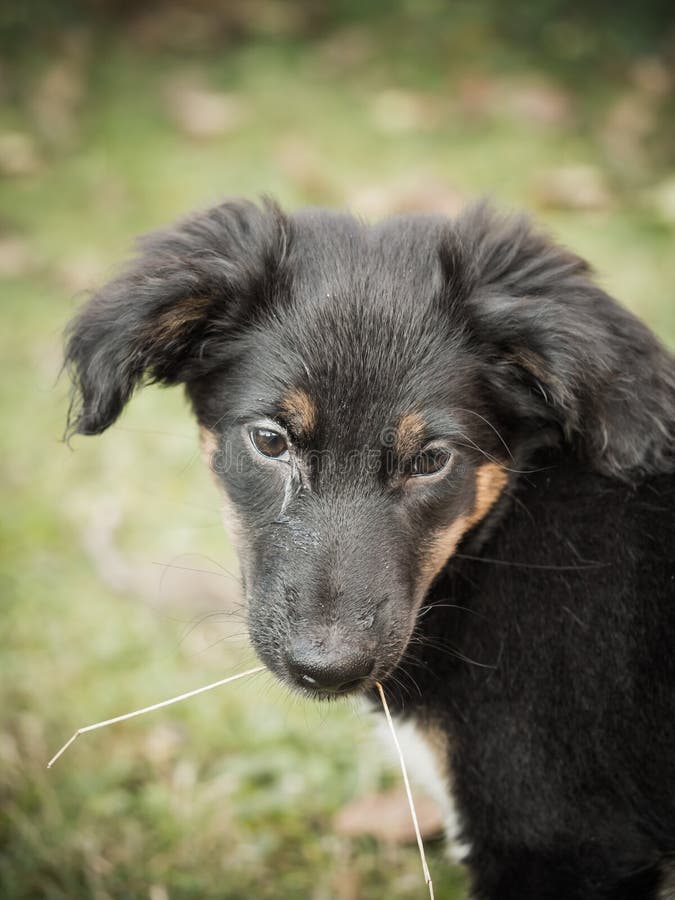 The Bohemian Spotted Dog: A Unique and Lovable Breed 3 Bohemian Spotted Dog History