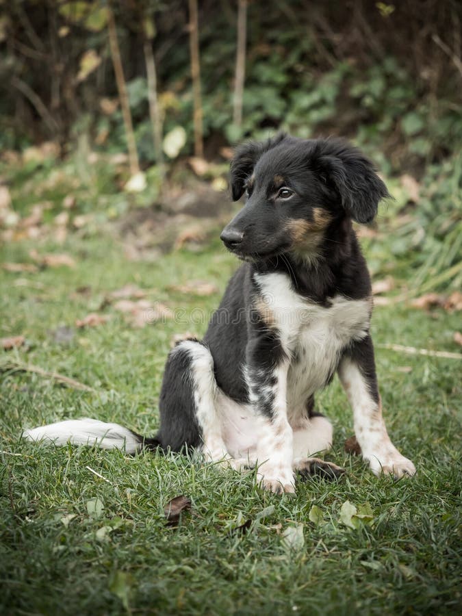 The Bohemian Spotted Dog: A Unique and Lovable Breed 2 Bohemian Spotted Dog Highlights