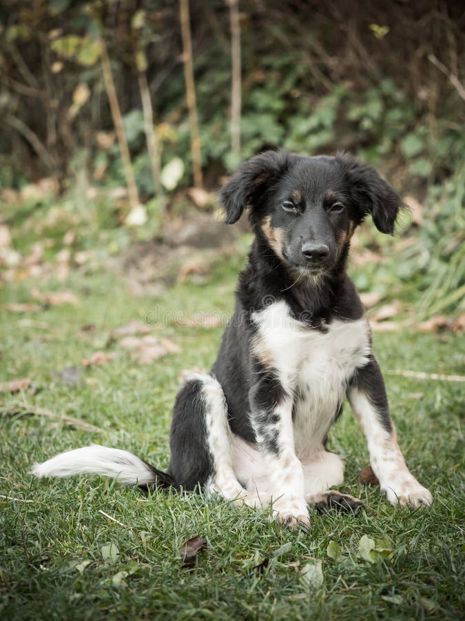 The Bohemian Spotted Dog: A Unique and Lovable Breed 4 Bohemian Spotted Dog Size