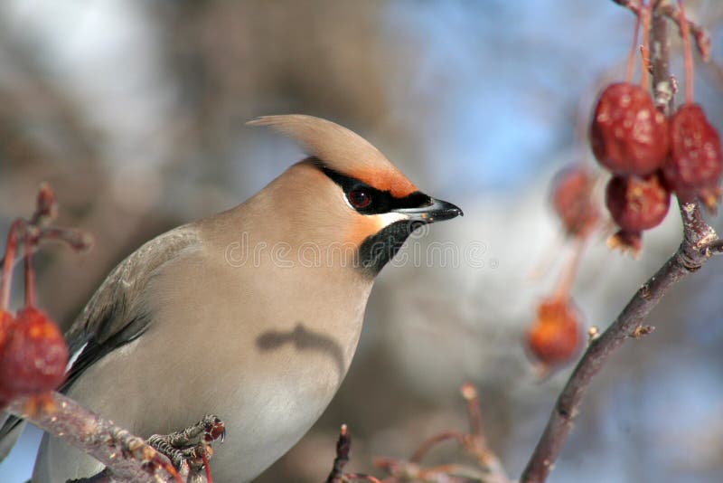 Bohemian Waxwing Close-up. A close-up of the face of a Bohemian Waxwing perched in a flowering crabapple tree in Littlefork, MN during winter stock photography
