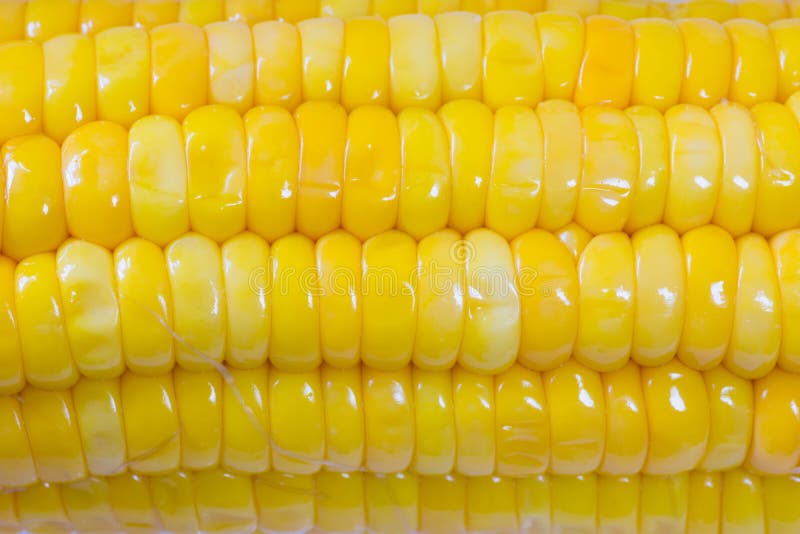 Boiled and cooked yellow sweet corn cob close up shot macro. Delicious looking.