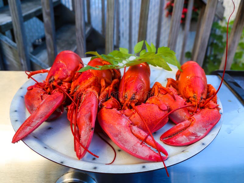 Boiled Maine lobster stock image. Image of gourmet, nutrition 95656693