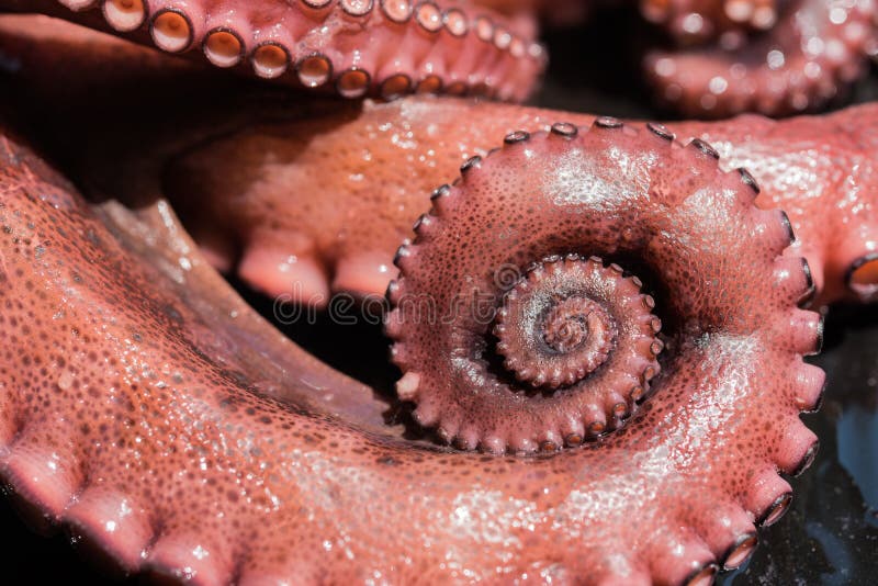 Boiled Octopus with Swirled Tentacle Stock Image Image of nature